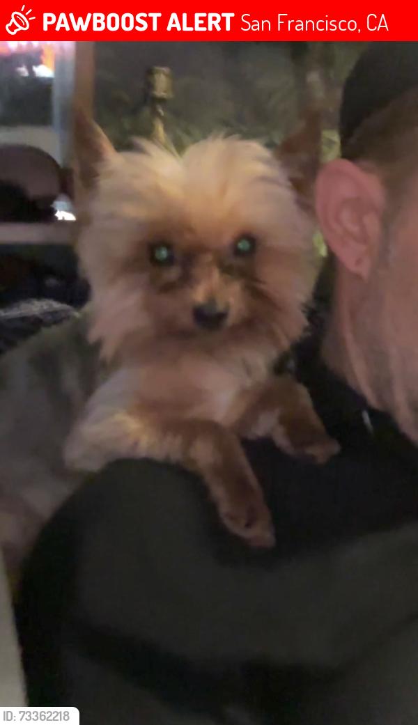 Lost Male Dog last seen Diamond and 19th in Castro, San Francisco, CA 94114