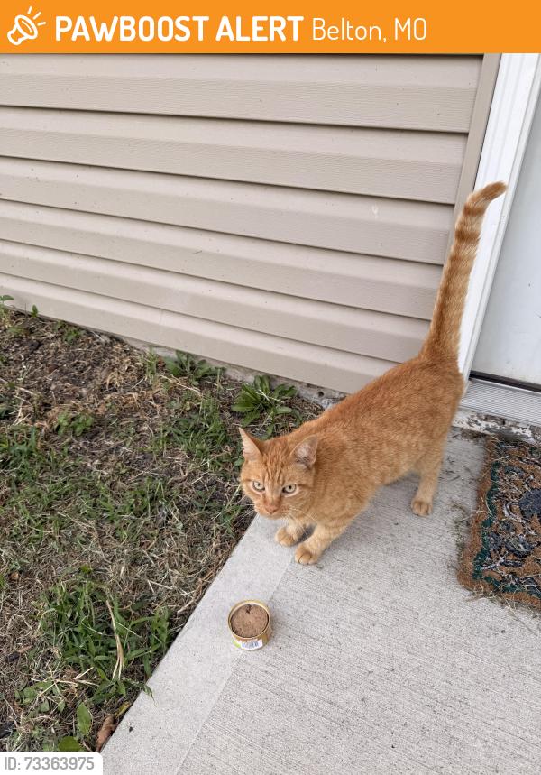 Found/Stray Female Cat last seen A duplex subdivision near the Belton Sonic, Belton, MO 64012