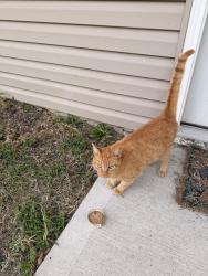 Found/Stray Female Cat last seen A duplex subdivision near the Belton Sonic, Belton, MO 64012