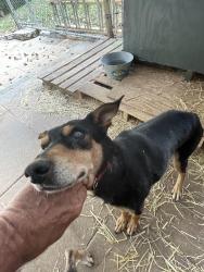 Lost Female Dog last seen Catawba Acres Mt Holly NC, Mount Holly, NC 28012