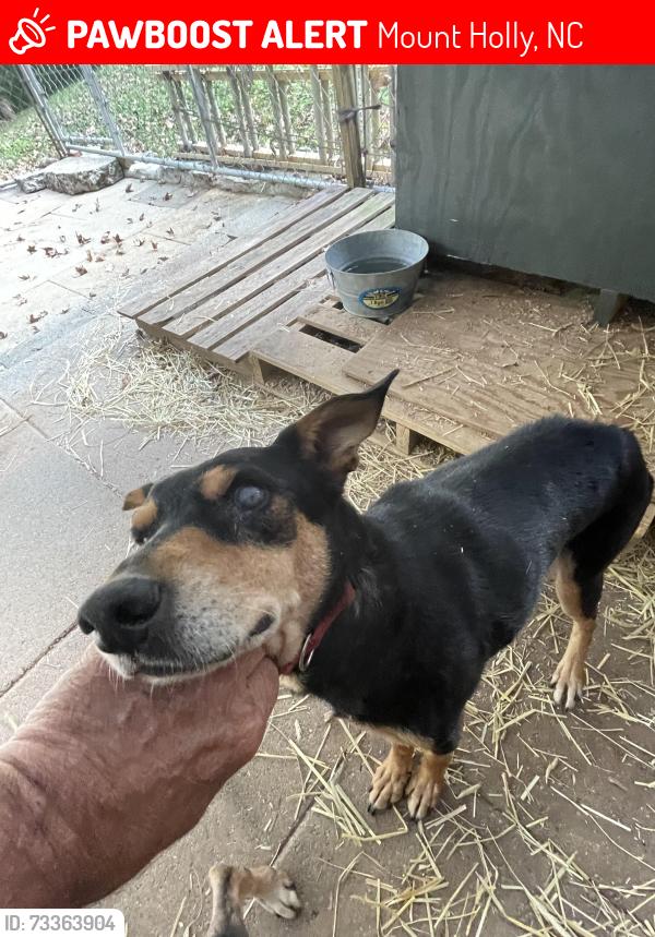 Lost Female Dog last seen Catawba Acres Mt Holly NC, Mount Holly, NC 28012