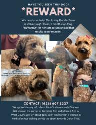 Lost Female Dog last seen Merced Ave & Glendora Ave, West Covina, CA 91790