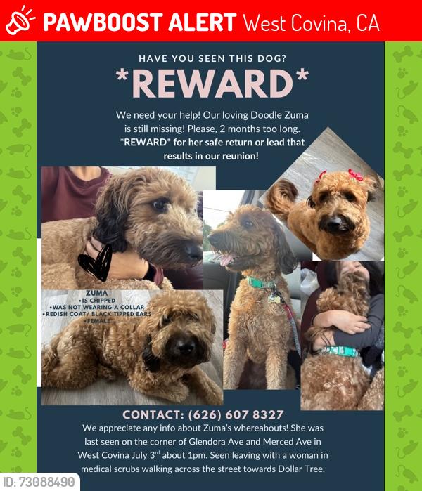 Lost Female Dog last seen Merced Ave & Glendora Ave, West Covina, CA 91790
