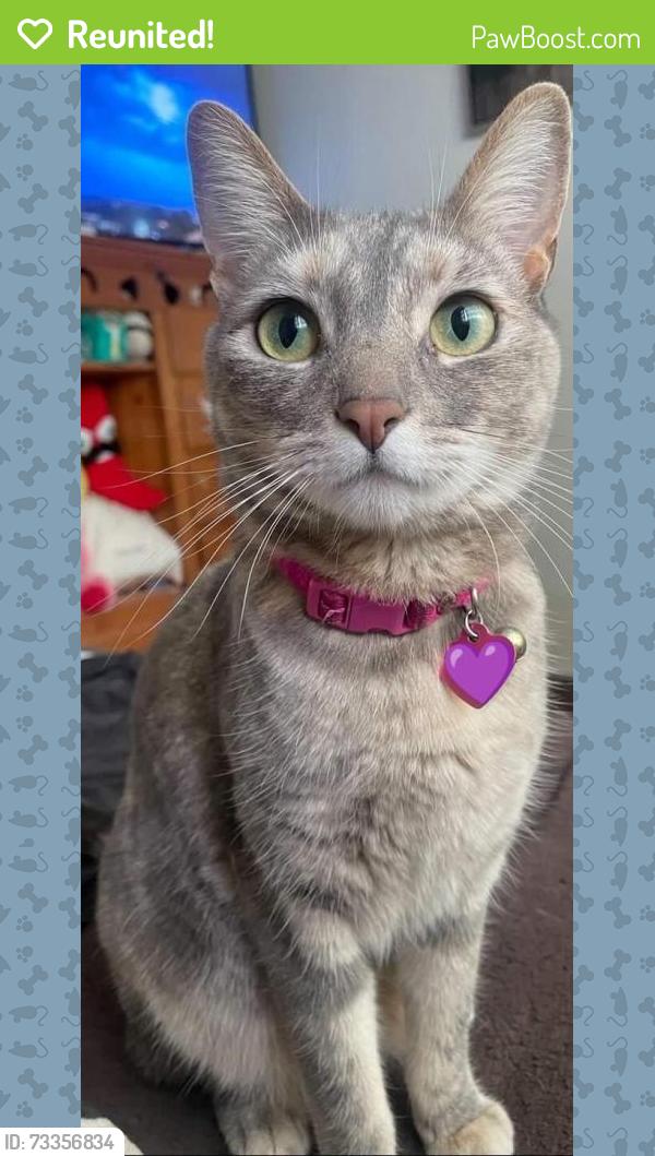 Reunited Female Cat last seen Near S Bristol St, Santa Ana, CA 92704, USA, Santa Ana, CA 92704