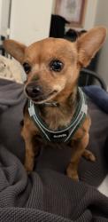 Found/Stray Female Dog last seen Near Exxon on Rossville Blvd. in Chattanooga, Tennessee., Chattanooga, TN 37407