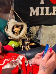 Reunited Male Dog last seen Near bangater highway, California Ave, Salt Lake City, UT 84104