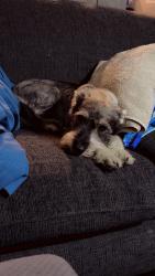 Lost Male Dog last seen 1st Avenue and Sheridan, Denver, CO 80219