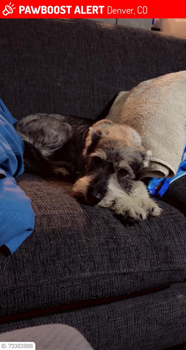 Lost Male Dog last seen 1st Avenue and Sheridan, Denver, CO 80219