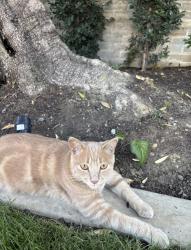 Lost Male Cat last seen Near Melville Drive, San Marino, CA 91108