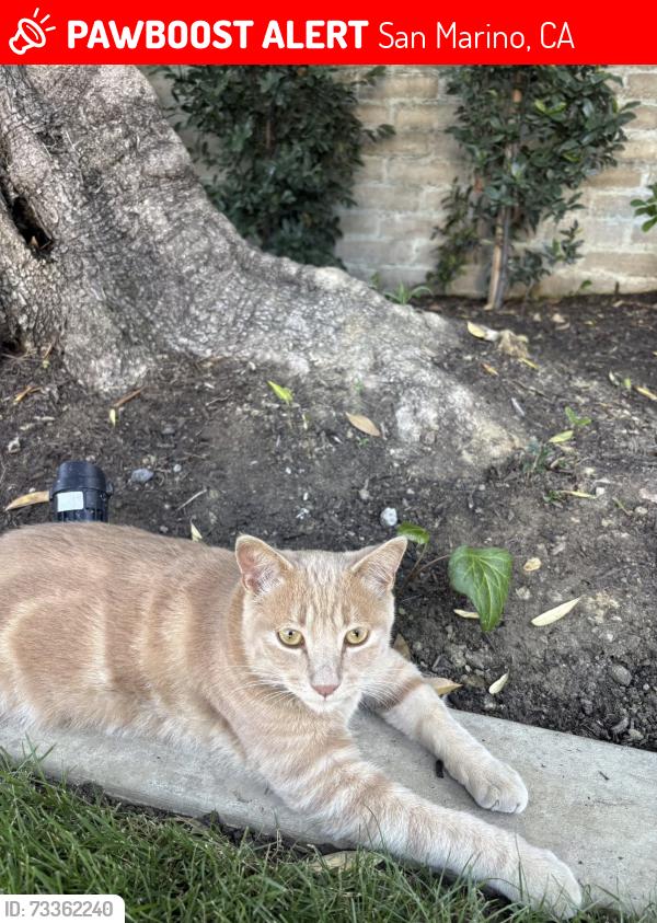 Lost Male Cat last seen Near Melville Drive, San Marino, CA 91108