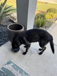 Found/Stray Male Dog last seen will scarlet and loxley, Nueces County, TX 78415
