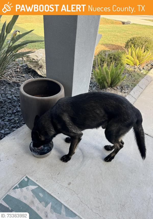Found/Stray Male Dog last seen will scarlet and loxley, Nueces County, TX 78415