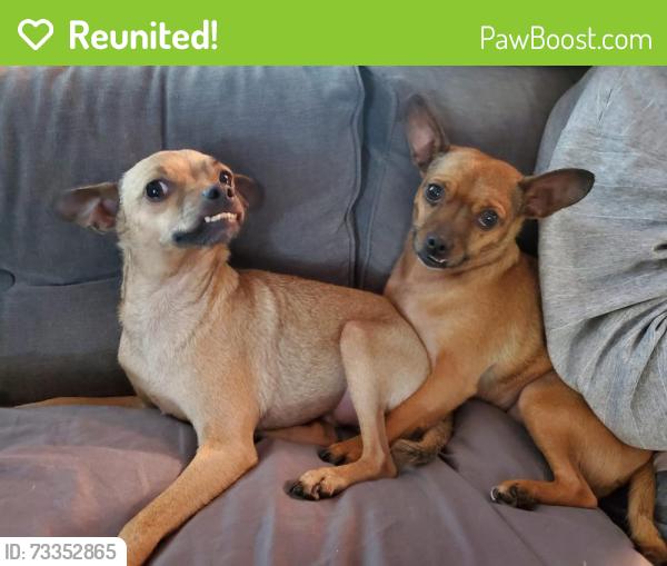 Reunited Female Dog last seen Kinch and Washington, Urbana, IL 61802