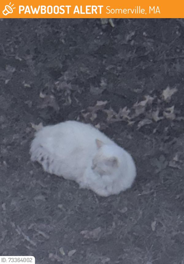 Found/Stray Unknown Cat last seen Russell and Orchard, Somerville, MA 02144