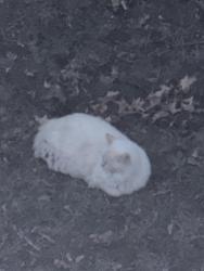 Found/Stray Unknown Cat last seen Russell and Orchard, Somerville, MA 02144