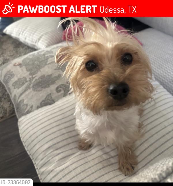 Lost Female Dog last seen 64th Stockton, Odessa, TX 79764