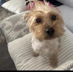Lost Female Dog last seen 64th Stockton, Odessa, TX 79764