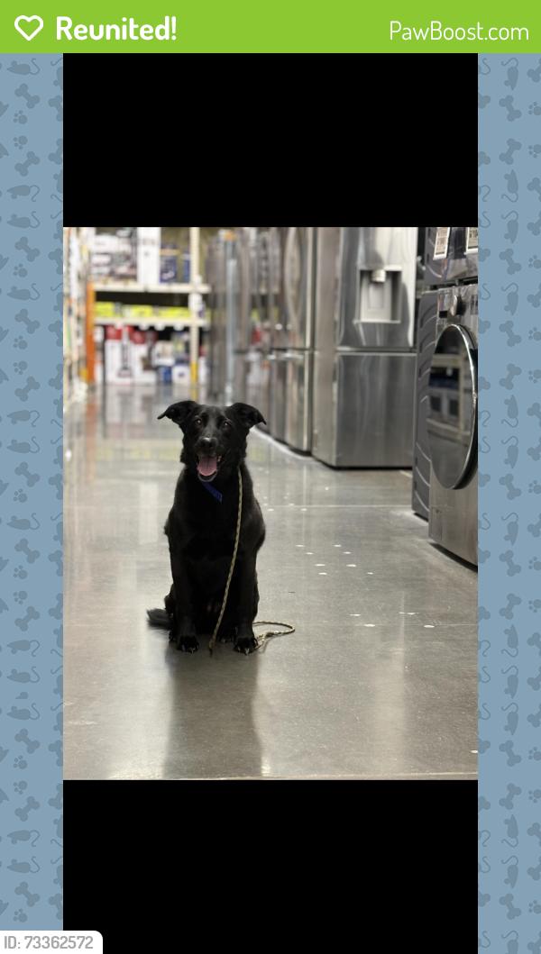 Reunited Female Dog last seen New Santa Fe Regional Trail, Colorado Springs, CO 80919