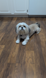 Lost Female Dog last seen 29th St N between Woodlawn and Rock Rd, Wichita, KS 67226