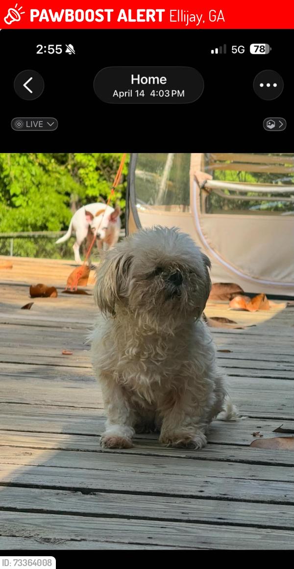 Lost Female Dog last seen Boys and girls club, Ellijay, GA 30540