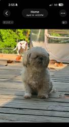 Lost Female Dog last seen Boys and girls club, Ellijay, GA 30540