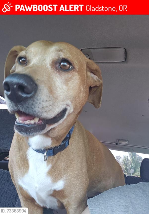 Lost Female Dog last seen Stanleys corner, Gladstone, OR 97027