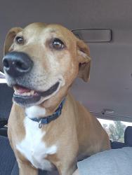 Lost Female Dog last seen Stanleys corner, Gladstone, OR 97027
