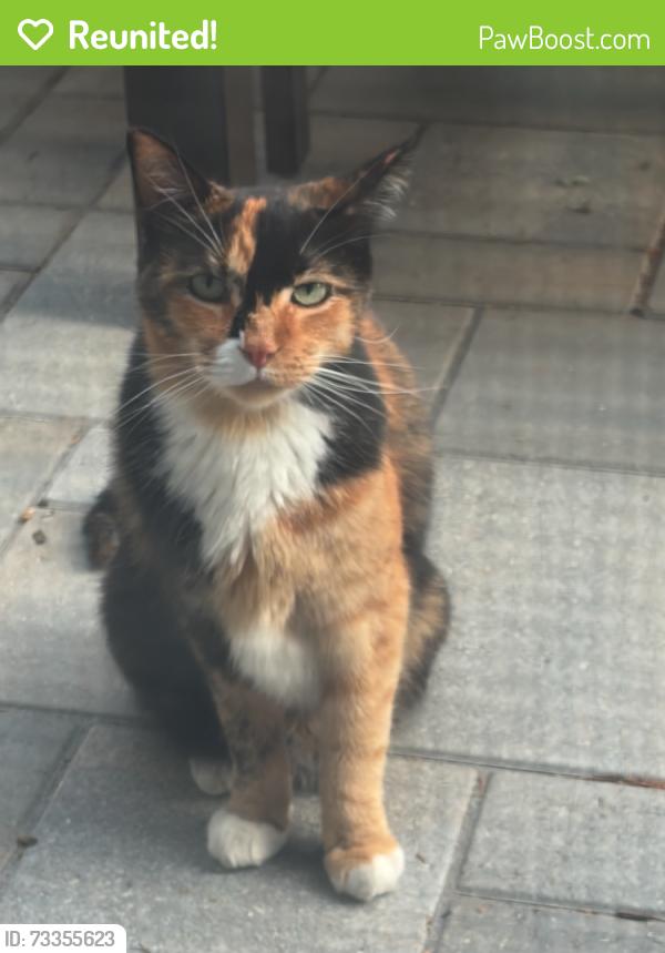 Reunited Female Cat last seen 13 mile and Pierce, Beverly Hills, MI 48009