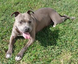 Lost Female Dog last seen Hwy 96 N, Wolf Pit Rd,  27565