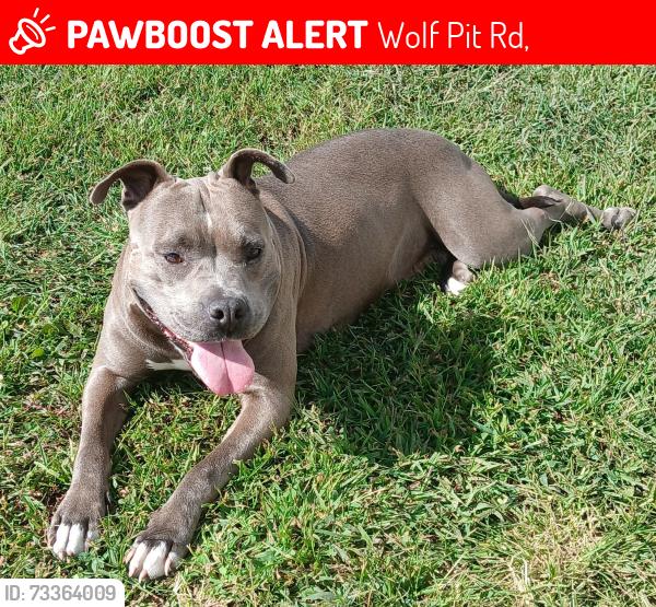 Lost Female Dog last seen Hwy 96 N, Wolf Pit Rd,  27565