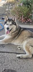 Reunited Unknown Dog last seen Hayes Drive and easy street, Colorado Springs, CO 80911