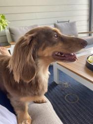 Reunited Male Dog last seen Cambridge Ave, Chicago, IL 60614