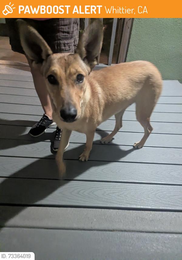 Found/Stray Female Dog last seen Corner of Lanning and Laurel Avenue in Whittier, Whittier, CA 90602