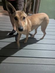 Found/Stray Female Dog last seen Corner of Lanning and Laurel Avenue in Whittier, Whittier, CA 90602