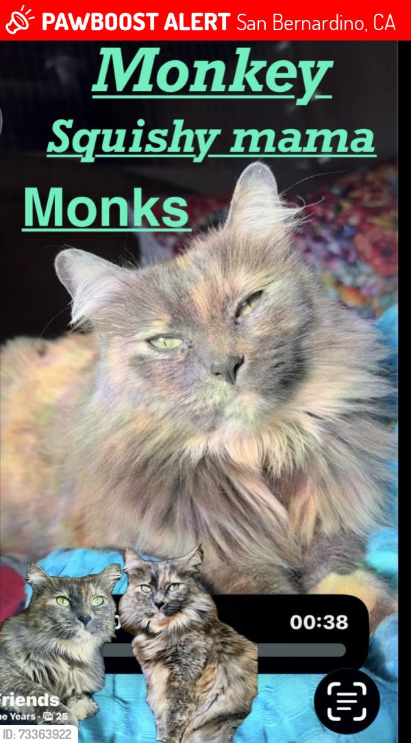 Lost Female Cat last seen Near he fitness renaissance parkway Rialto ca, San Bernardino, CA 92408