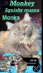 Lost Female Cat last seen Near he fitness renaissance parkway Rialto ca, San Bernardino, CA 92408
