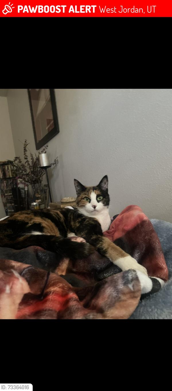 Lost Female Cat last seen Willow cove apmts, West Jordan, UT 84088