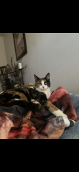 Lost Female Cat last seen Willow cove apmts, West Jordan, UT 84088