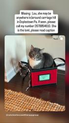 Lost Female Cat last seen In hse, Doylestown, PA 18902