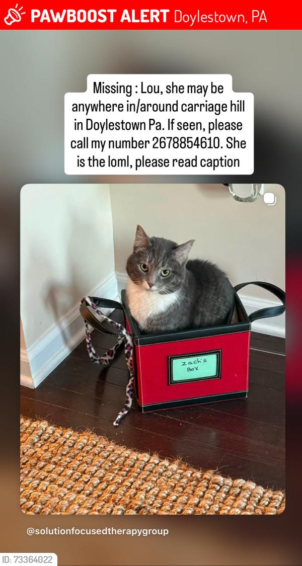 Lost Female Cat last seen In hse, Doylestown, PA 18902