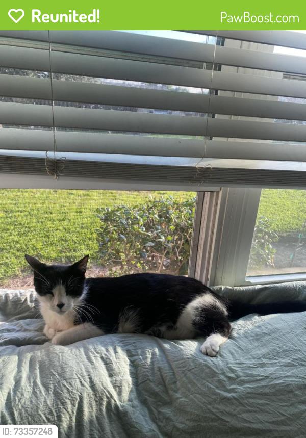 Reunited Male Cat last seen Near Village Trail Dr, Dallas, TX 75254
