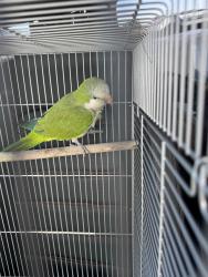 Found/Stray Unknown Bird last seen Near W. Airport Fwy Irving, TX 75062, Irving, TX 75062