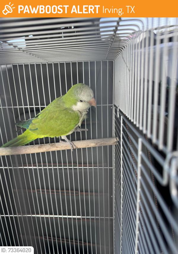 Found/Stray Unknown Bird last seen Near W. Airport Fwy Irving, TX 75062, Irving, TX 75062