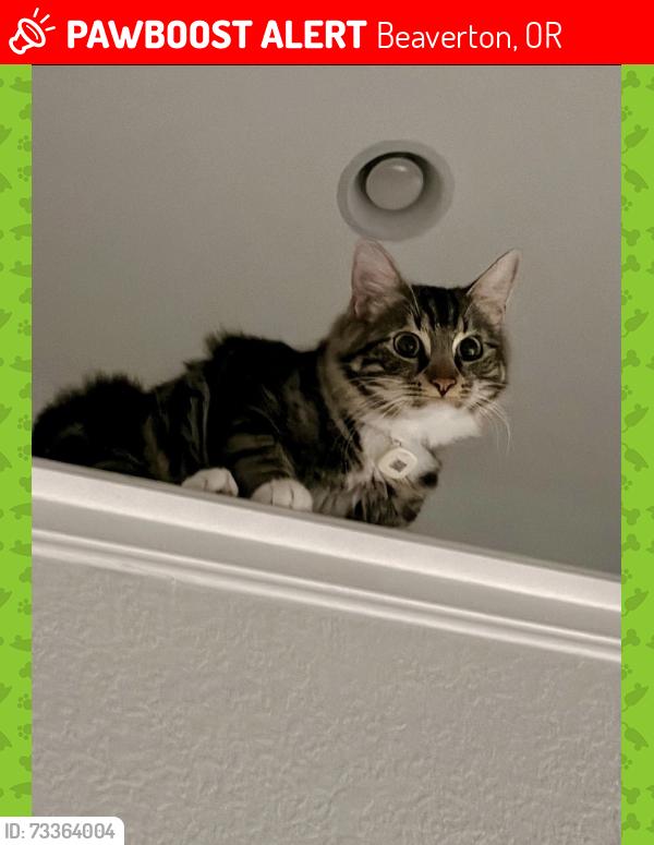 Lost Female Cat last seen 179th & Broad Oak Ln, Beaverton, OR 97007