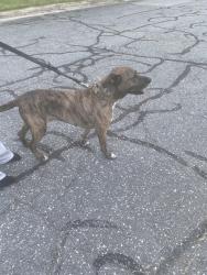 Found/Stray Male Dog last seen Fontaine Rd, Greensboro, NC 27403