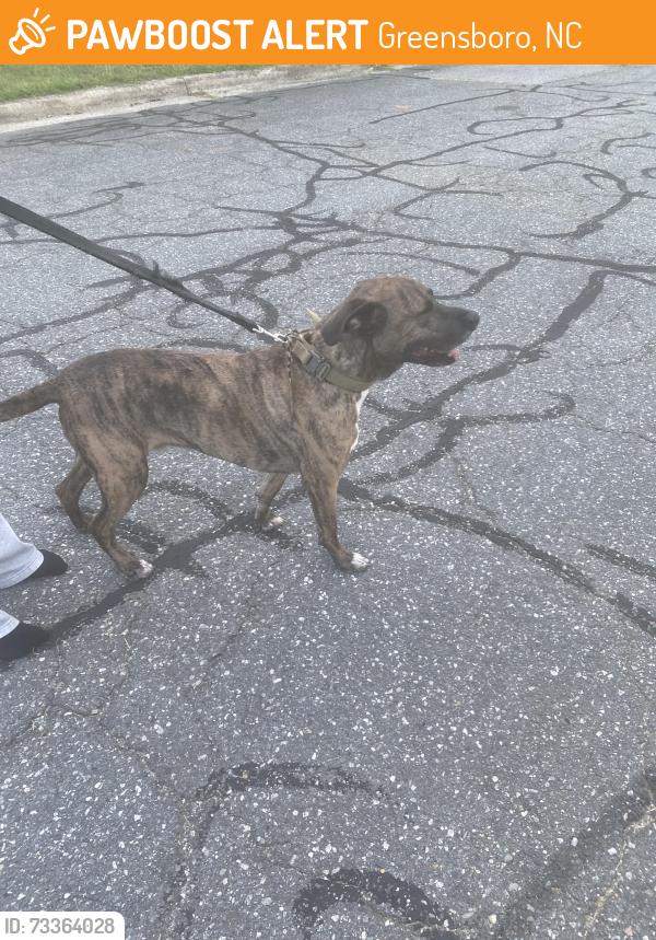 Found/Stray Male Dog last seen Fontaine Rd, Greensboro, NC 27403