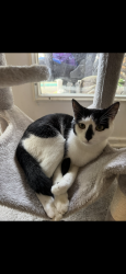 Reunited Male Cat last seen Lendire / Putnam Dr, Wilmington, NC 28411