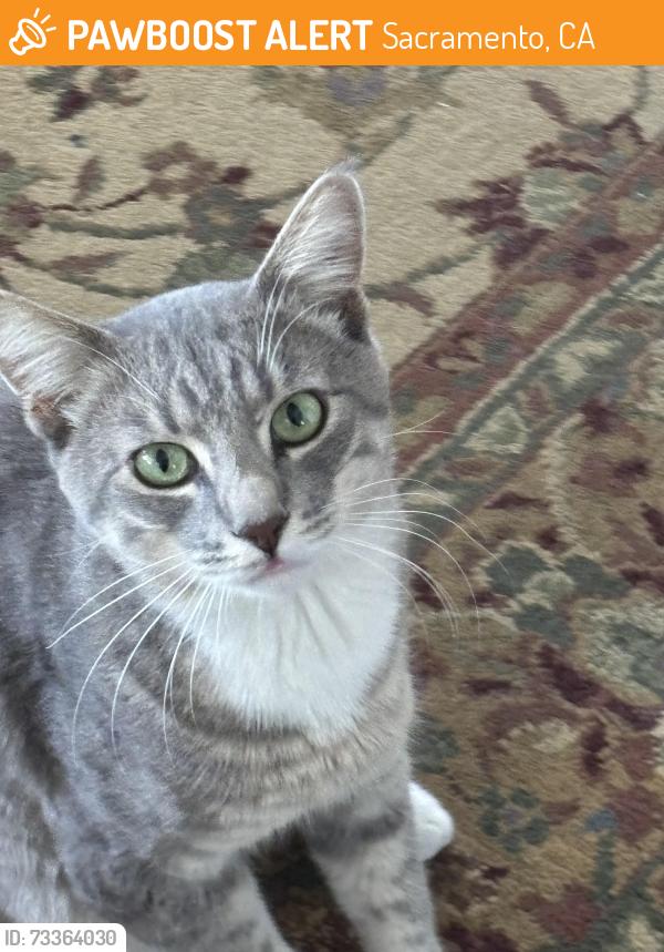 Found/Stray Male Cat last seen Alhambra, Sacramento, CA 95816