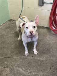 Shelter Stray Female Dog last seen FRONT ST & U ST, 2127 Front St, Sacramento, CA 95818, USA
