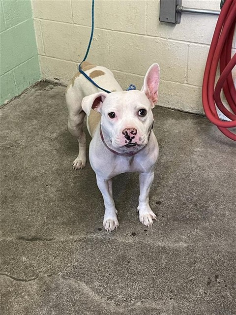 Shelter Stray Female Dog last seen FRONT ST & U ST, 2127 Front St, Sacramento, CA 95818, USA
